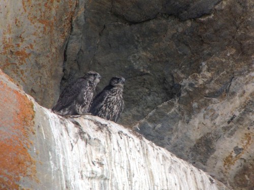 Male (R) and female (L) Gyrfalcon fledglings. Digiscoped with a Zeiss Diascope 65 T* FL