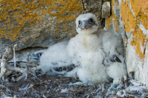Gyrfalcon Nestlings