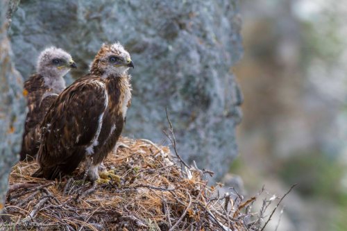 Rough-legged Hawk Nestlings