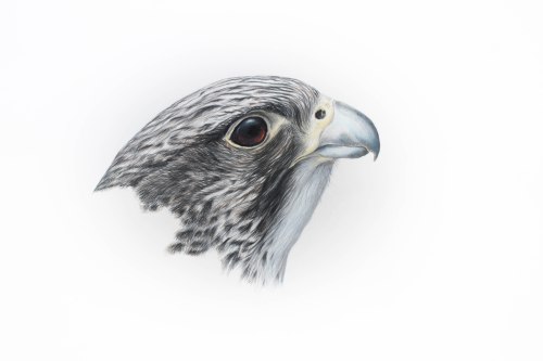 11 x 17" prismacolor on bristol. Image copyright Bryce W. Robinson