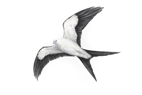 Swallow-Tailed Kite - Elanoides forficatus. 11 x 17