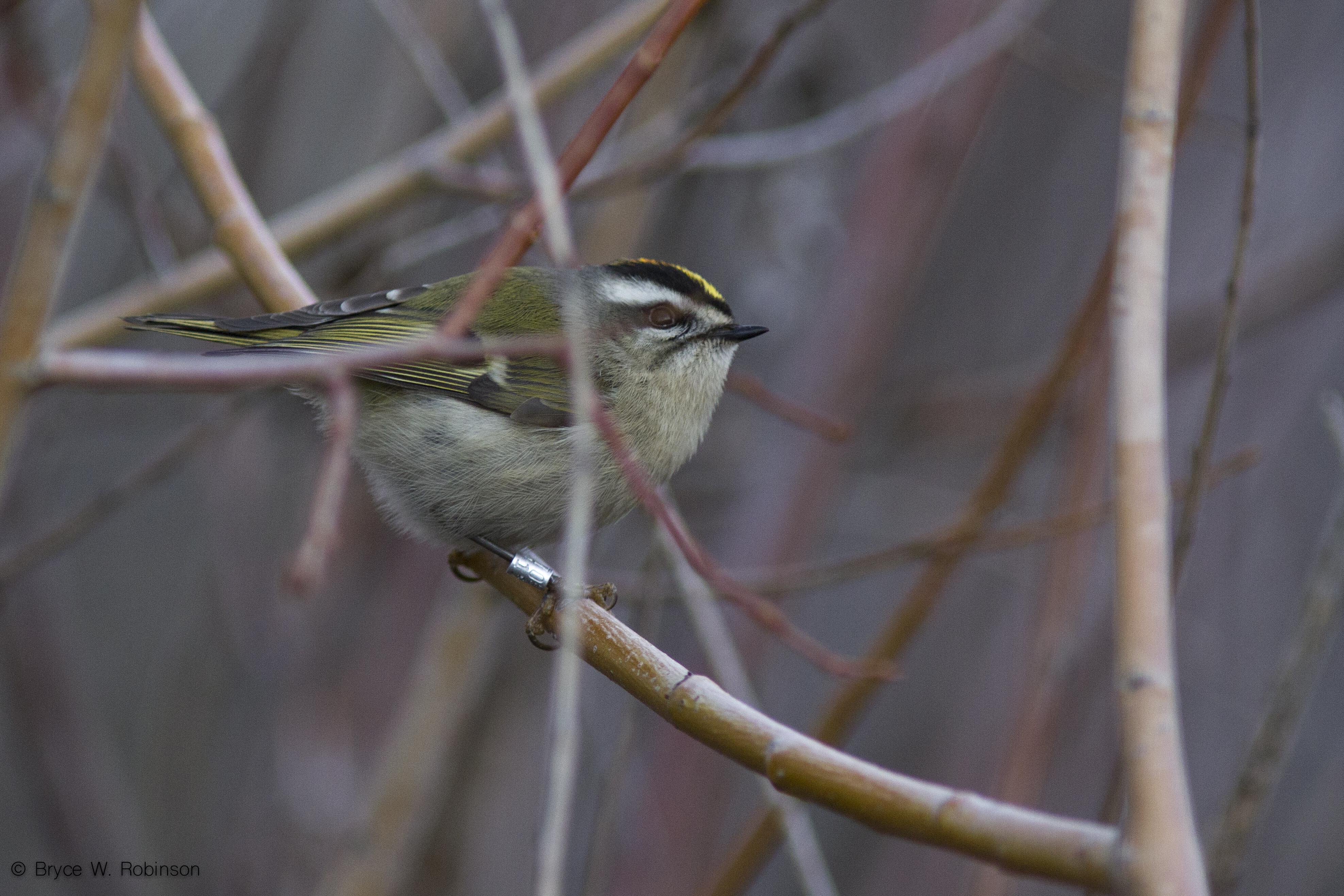 Eastern King Let Golden Crowned Kinglet Bird
