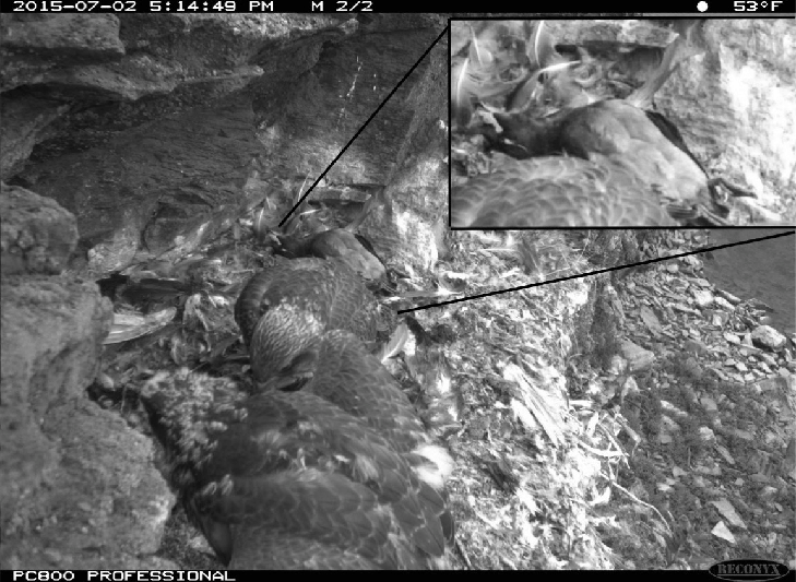 Fig-1-Crested-Auklet-insert-in-a-Gyrfalcon-nest-as-captured-by-a-motion-activated.png