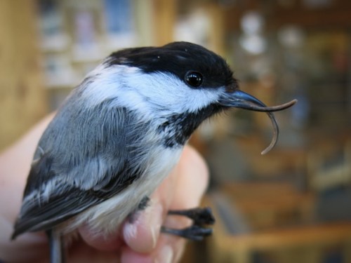 Black-capped Chickadee2_Richardson.jpeg