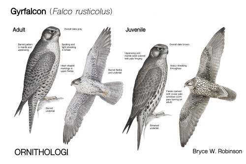 Gyrfalcon_Plate-01