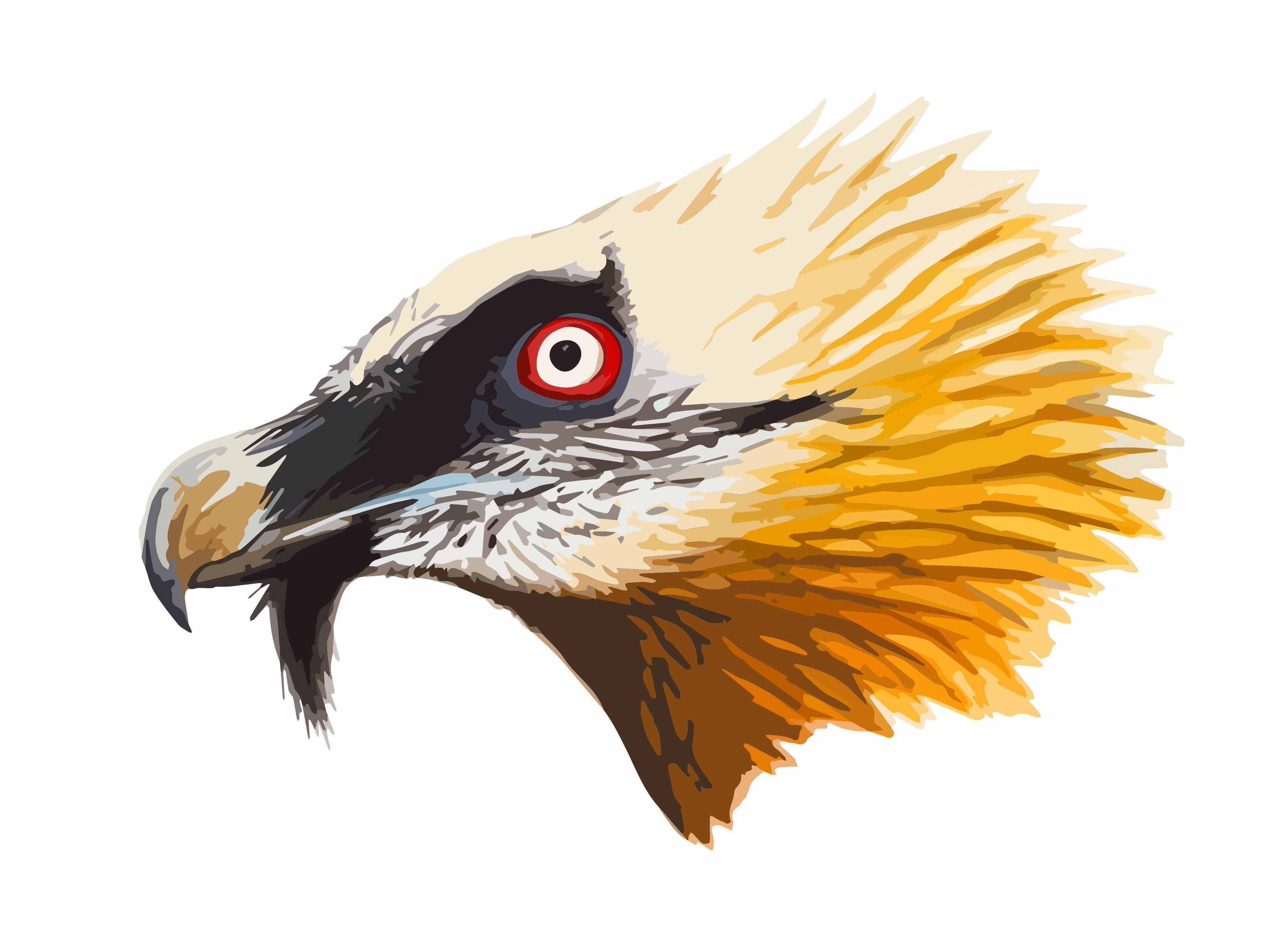 Bearded Vulture