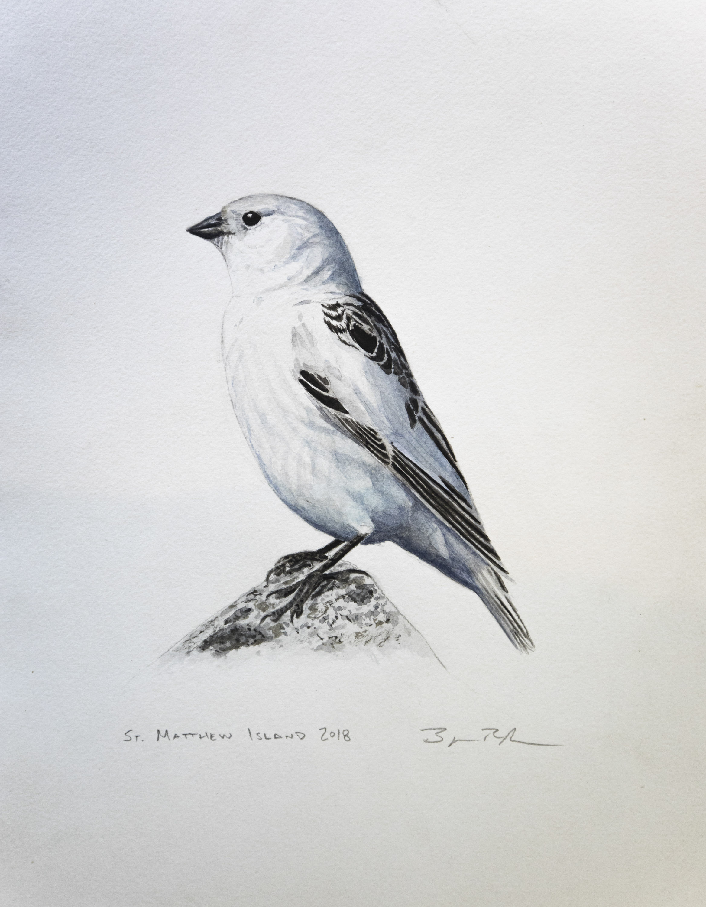 Female Mckay's Bunting painting