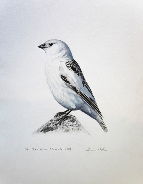 Female Mckay's Bunting painting