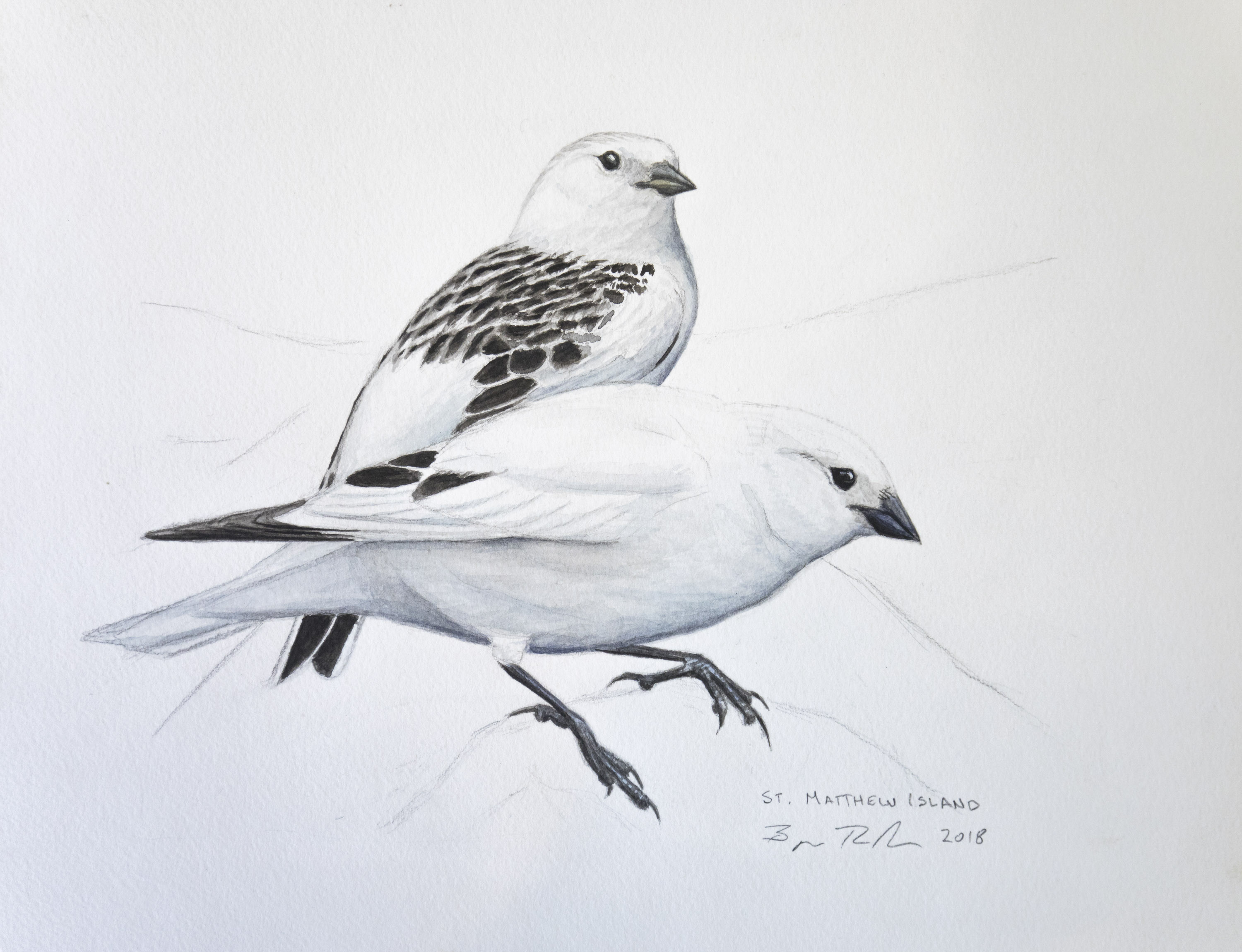 Mckay's Bunting pair illustration