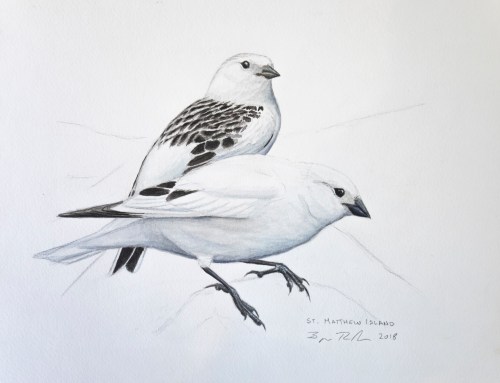 Mckay's Bunting pair illustration