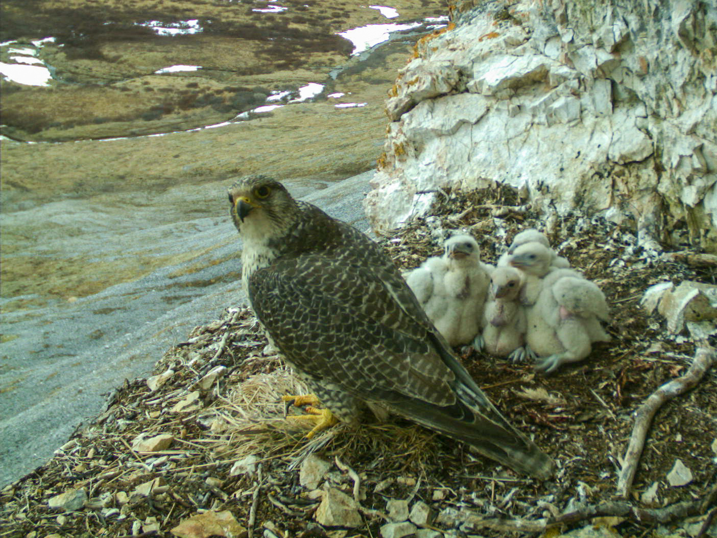 Gyrfalcon nest 2