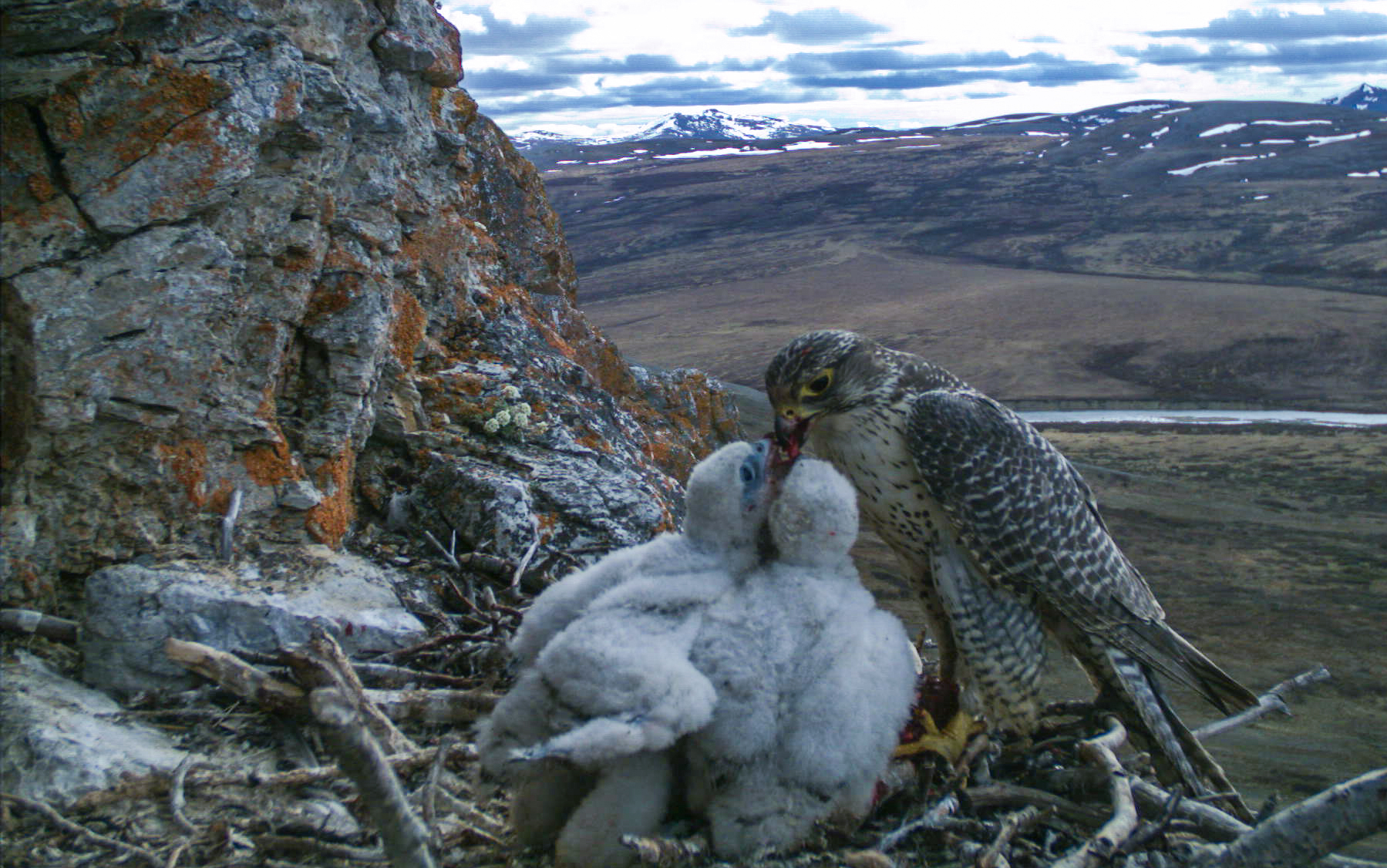 Gyrfalcon nest 1