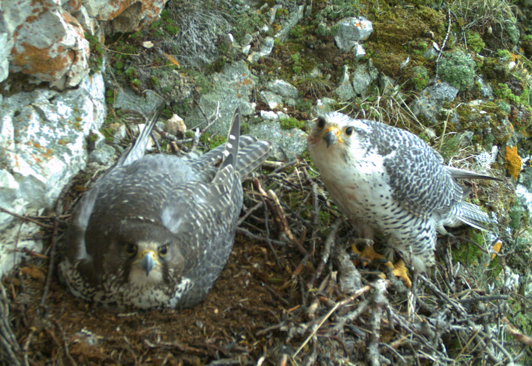 Gyrfalcon nest 3