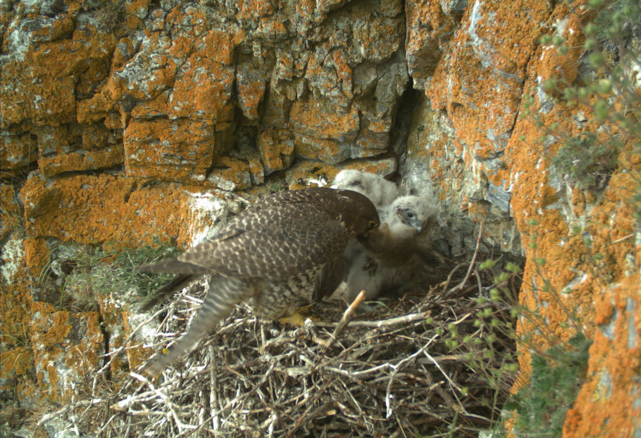 Female Gyrfalcon feeds nestlings Arctic ground squirrel