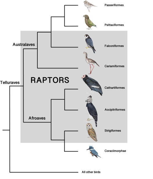 Raptor Cladogram