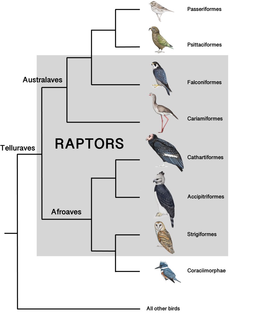 Latin Raptor Names Published in the Journal of Raptor Research: Defining Raptors and Birds ...